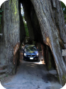 Giant Redwoods & Yosemite